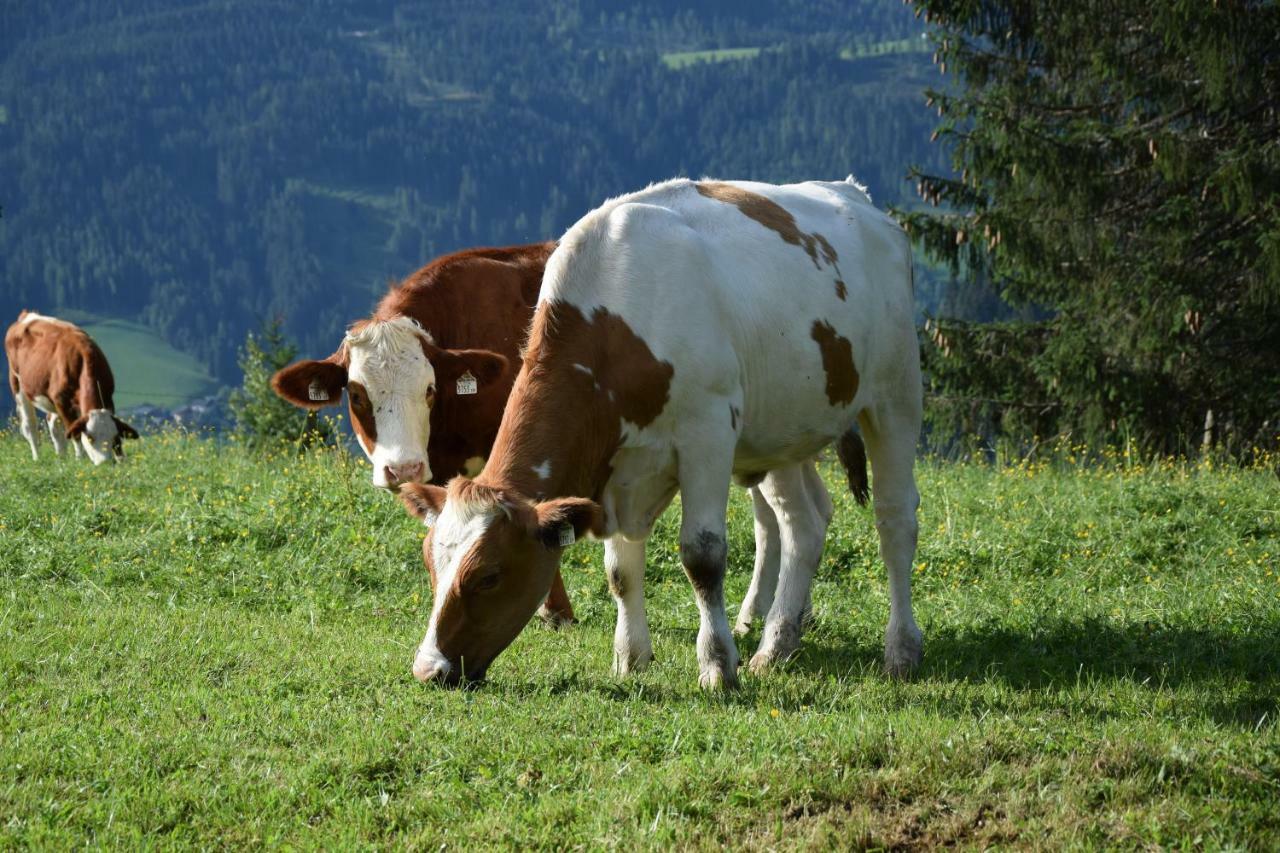 Bio Bauernhof Oberbenk Daire Wagrain Dış mekan fotoğraf